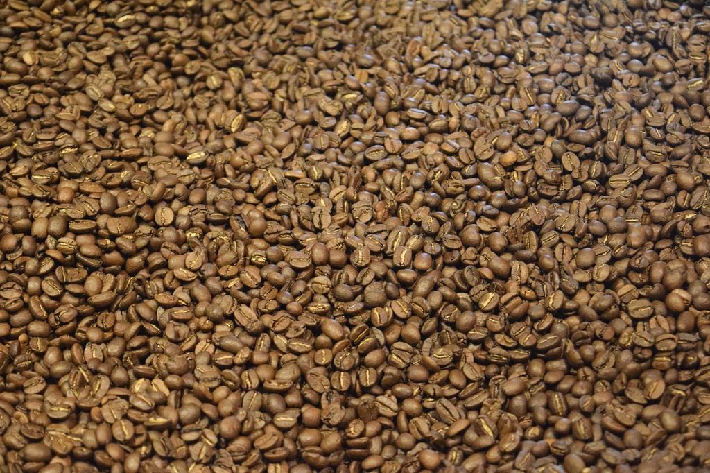 Artisanal coffee roaster carefully inspecting freshly roasted beans