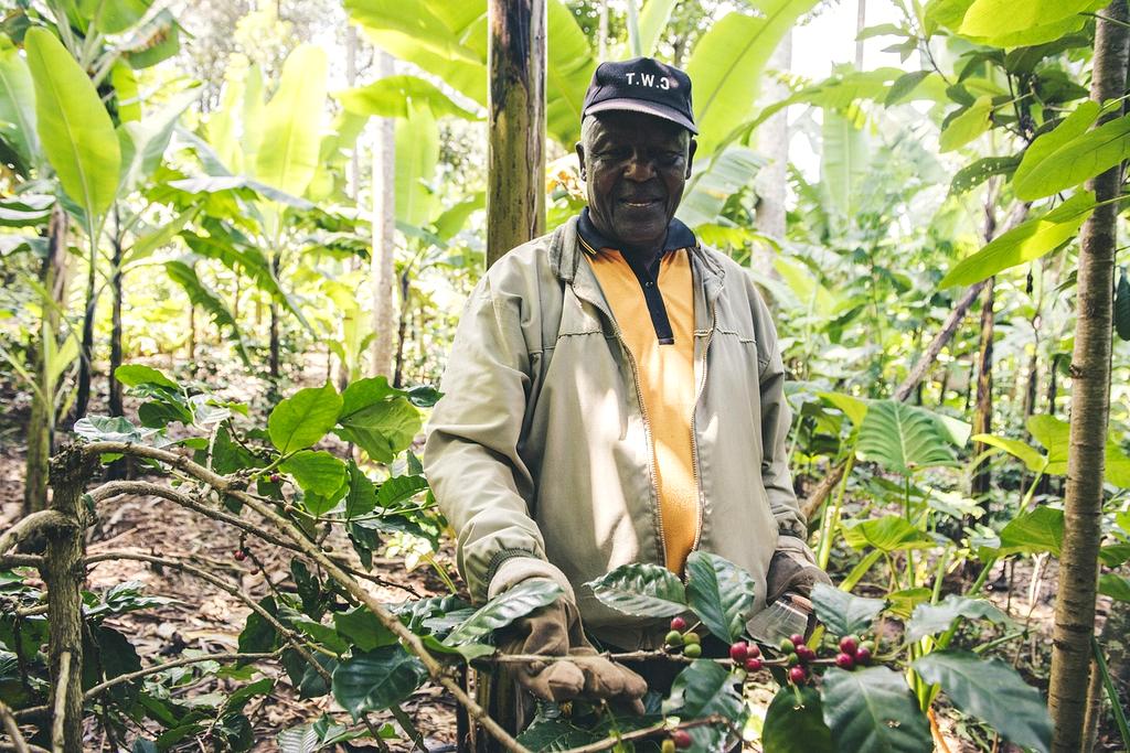 Coffee farmer carefully selecting ripe coffee cherries in Colombian highlands
