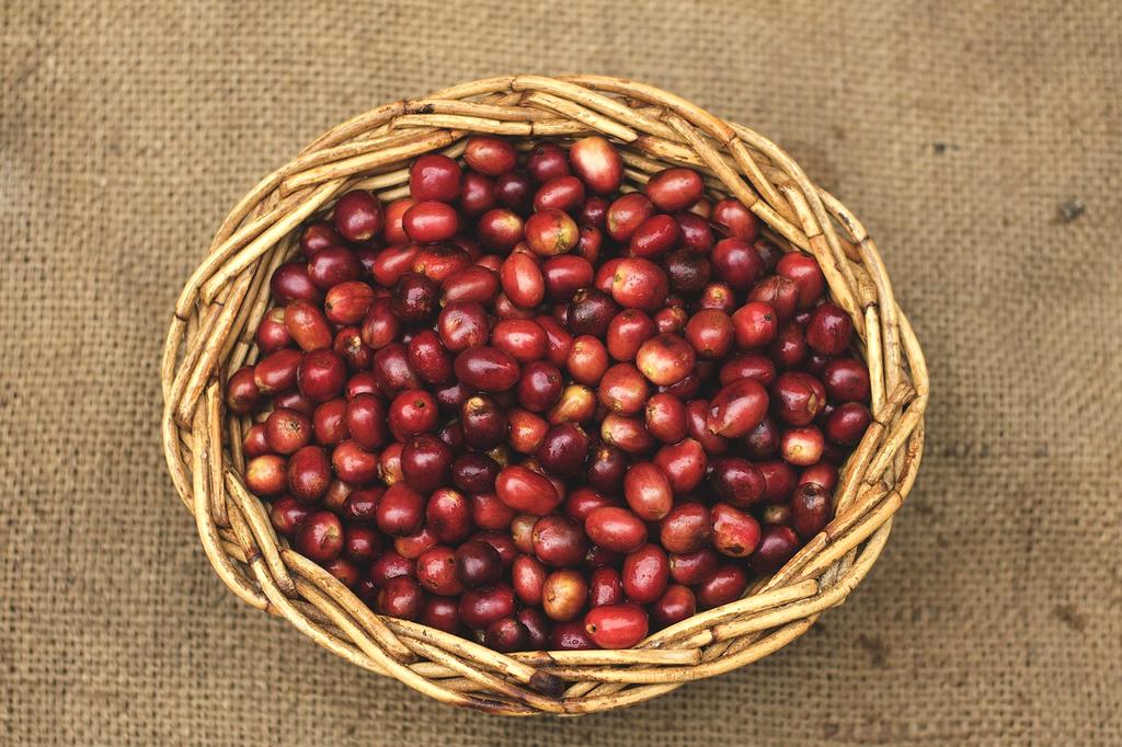Colombian Supremo coffee beans on rustic wooden background